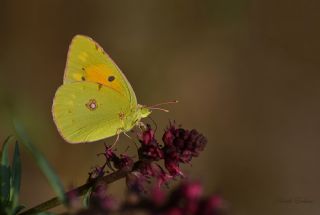 Sar Azamet (Colias croceus)