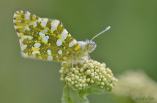 Da Oykls (Euchloe ausonia)