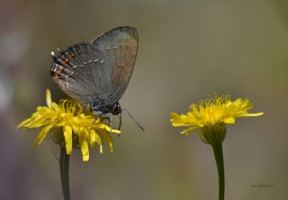 Byk Sevbeni (Satyrium ilicis)