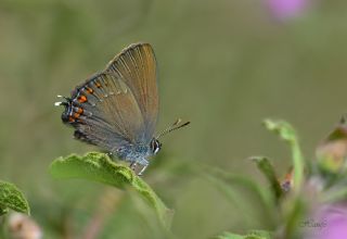 Byk Sevbeni (Satyrium ilicis)