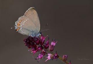 Byk Sevbeni (Satyrium ilicis)