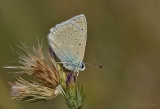 okgzl Dafnis (Polyommatus daphnis)