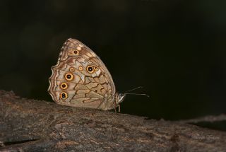 Aa Esmeri (Kirinia roxelana)