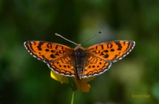 Gzel parhan (Melitaea trivia)