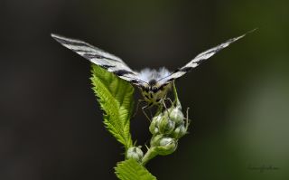 Erik Krlangkuyruk (Iphiclides podalirius)