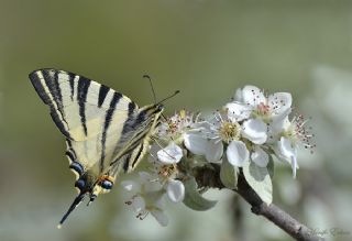 Erik Krlangkuyruk (Iphiclides podalirius)