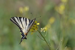 Erik Krlangkuyruk (Iphiclides podalirius)