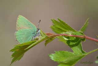 Zmrt (Callophrys rubi)