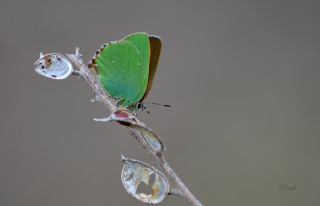 Zmrt (Callophrys rubi)