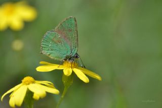 Zmrt (Callophrys rubi)