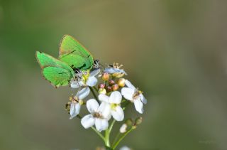 Zmrt (Callophrys rubi)