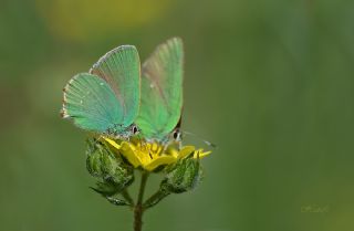 Zmrt (Callophrys rubi)