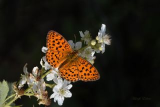 Brtlen Brentisi (Brenthis daphne)