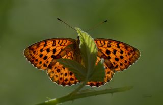 Brtlen Brentisi (Brenthis daphne)