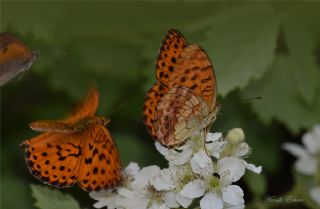 Brtlen Brentisi (Brenthis daphne)