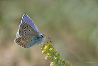 okgzl Meneke Mavisi (Polyommatus thersites)