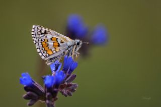 Sar Bandl Zpzp (Pyrgus sidae)