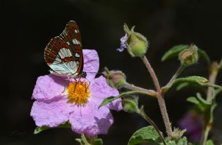 Akdeniz Hanmeli Kelebei (Limenitis reducta)