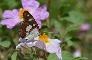 Akdeniz Hanmeli Kelebei (Limenitis reducta)