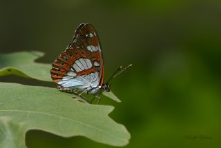 Akdeniz Hanmeli Kelebei (Limenitis reducta)