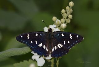 Akdeniz Hanmeli Kelebei (Limenitis reducta)