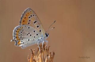 Kk Ate Gzeli (Lycaena thersamon)