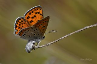 Kk Ate Gzeli (Lycaena thersamon)