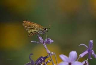 Sar Antenli Zpzp (Thymelicus sylvestris)