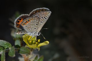 Mcevher Kelebei (Chilades trochylus)