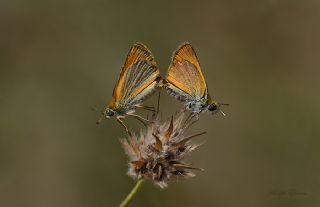 Sar Antenli Zpzp (Thymelicus sylvestris)