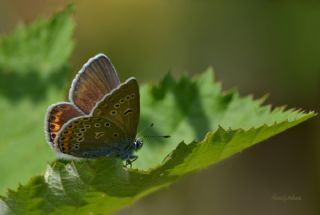 okgzl Amanda (Polyommatus amandus)