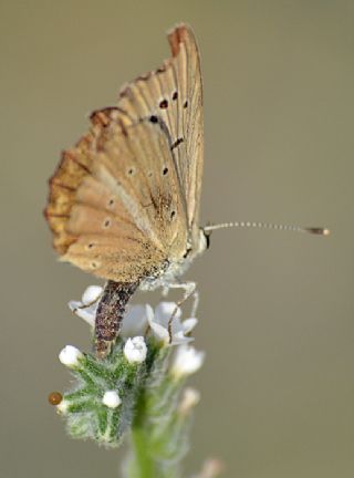 Anormal okgzl (Polyommatus admetus)