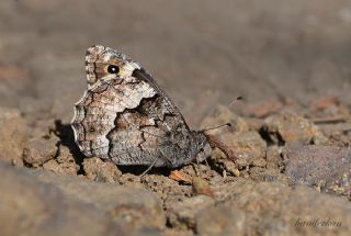 Byk Karamelek (Hipparchia syriaca)