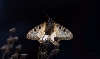 Yalanc Apollo (Archon apollinus)