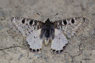 Yalanc Apollo (Archon apollinus)