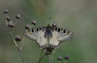 Yalanc Apollo (Archon apollinus)