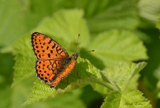 ift Noktal Brentis (Brenthis hecate)