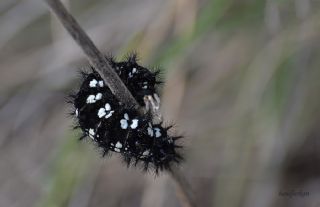 Gzel Nazuum (Euphydryas orientalis)