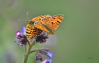 Cezayirli parhan (Melitaea ornata)