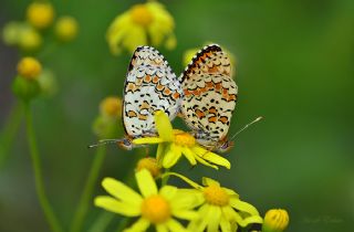 Cezayirli parhan (Melitaea ornata)