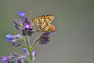 Cezayirli parhan (Melitaea ornata)