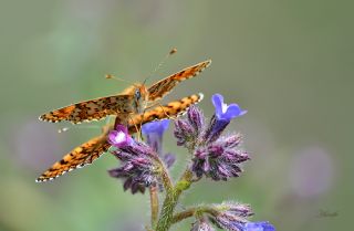 Cezayirli parhan (Melitaea ornata)