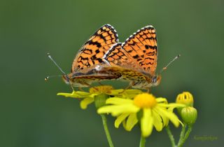 Cezayirli parhan (Melitaea ornata)