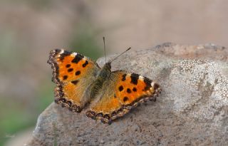 Karaaa Nimfalisi (Inachis polychloros)