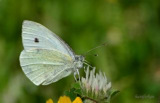 Kk Beyazmelek (Pieris rapae)