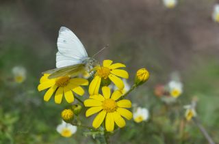 Yalanc Beyazmelek (Pieris pseudorapae)