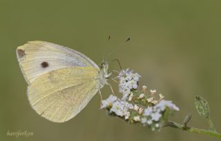 Kk Beyazmelek (Pieris rapae)