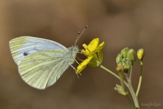 Yalanc Beyazmelek (Pieris pseudorapae)