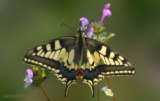 Krlangkuyruk (Papilio machaon)