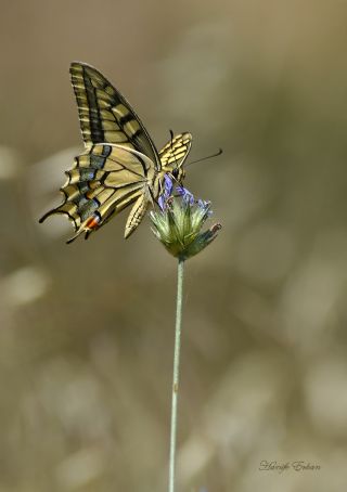 Krlangkuyruk (Papilio machaon)